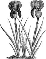 sorg- iris eller iris susiana årgång gravyr vektor