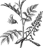 Peru Balsam oder Myroxylon peruiferum, Jahrgang graviert Illustration vektor