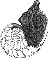 gekammert Nautilus oder Nautilus Pompilius, Jahrgang graviert Illustration vektor