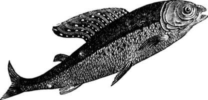 arktisk harr eller thymallus arcticus, skugga fick syn på eller thymallus betyder att, årgång gravyr vektor