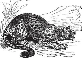 Oncilla eller liten fick syn på katt eller tigrillo eller cunaguaro eller tiger katt eller leopardus tigrinus, årgång graverat illustration vektor