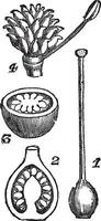 verschiedene Teile von Stempel, Jahrgang Gravur. vektor