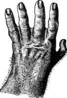 Gorilla Hand, Jahrgang Gravur. vektor