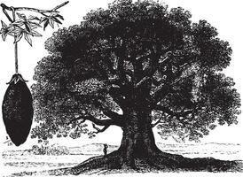 baobab, årgång gravyr. vektor