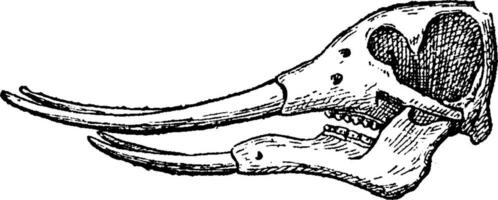 mastodont skalle, årgång gravyr. vektor