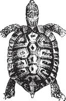 grekisk sköldpadda eller sporlår sköldpadda, årgång gravyr. vektor