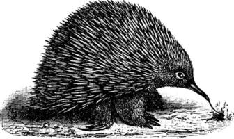 Echidna oder stachelig Ameisenbären, Jahrgang Gravur. vektor