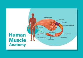 menschliche Muskelanatomie mit Körperanatomie vektor