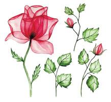 vattenfärg teckning, transparent blomma rosa reste sig. uppsättning av blomma, knoppar och löv. röntgen vektor
