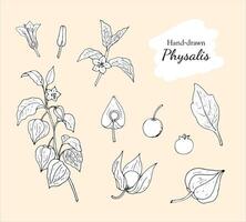 samling av ritad för hand Physalis, växt, frukt, blad, bär, ståndare, och pistill. botanisk vektor illustration isolerat på vit bakgrund.