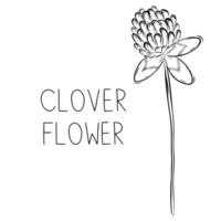 skizzieren von Kleeblatt Blume Vektor Illustration im Gekritzel Stil. botanisch Heilung Kräuter. rustikal modisch Grün