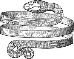 Armband Spiral- Schlange entdeckt im Pompeji, Jahrgang Gravur. vektor