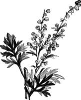 absinthe växt, artemisia absinthium eller malört gravyr vektor