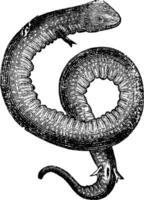 amphiuma, havsål ål eller kongo orm årgång gravyr. vektor