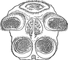 spinnmunstycken, årgång illustration. vektor