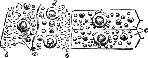 stomechinus intermedius, årgång illustration. vektor