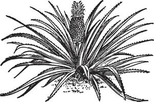 ananas årgång illustration. vektor