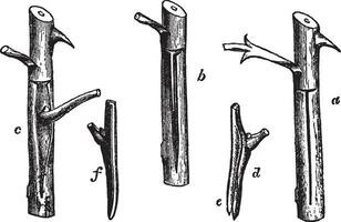 Schildknospen Jahrgang Illustration. vektor