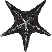 undersida av en sjöstjärna, årgång illustration. vektor