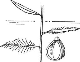 proserpinaca årgång illustration. vektor