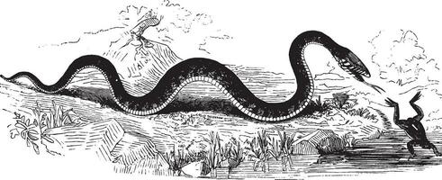 Schlange und Frosch, Jahrgang Illustration. vektor