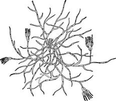 Schimmel Jahrgang Illustration. vektor