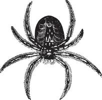 Spindel, årgång illustration. vektor