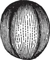 pollen årgång illustration. vektor