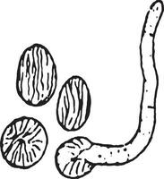 Brot Pilz Schimmel Spore Jahrgang Illustration. vektor