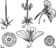 Aufträge von Geraniaceae, Tropaeolaceae, und Linaceae Jahrgang Illustration. vektor