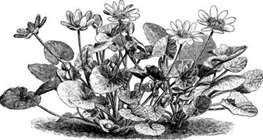 Ranunkel, Ficaria, Verna, unbehaart, mehrjährig, Blüte, Anlage, Butterblume, Ranunkelgewächse, Blumen Jahrgang Illustration. vektor