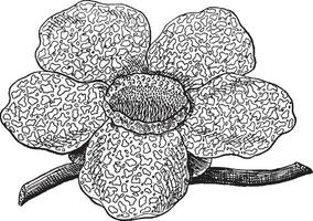 rafflesia årgång illustration. vektor