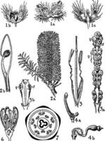 Urticaceae, Loranthaceae, und Olacaceae Aufträge Jahrgang Illustration. vektor