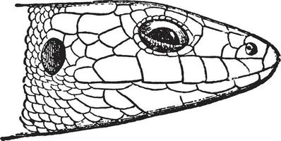 laceria agilis, årgång illustration. vektor