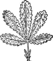 raufrüchtig Cinquefoil Jahrgang Illustration. vektor