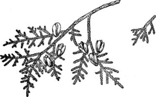 Ast von Thuja Occidentalis Jahrgang Illustration. vektor