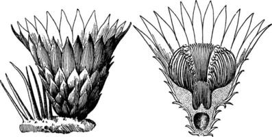 högblad, foderblad, blomma, övergång, kaktus, blommor årgång illustration. vektor