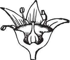 blomma årgång illustration. vektor