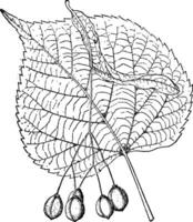 tilia platyphyllos årgång illustration. vektor