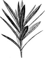 ledande branchlet av nerium oleander årgång illustration. vektor