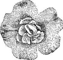 Blume von mimulus Luteus neuberti Jahrgang Illustration. vektor