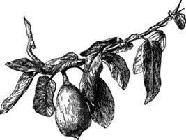 Ficus Pumila Jahrgang Illustration. vektor