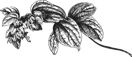 Clerodendron thomsonae Jahrgang Illustration. vektor