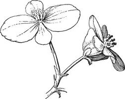 begonia blommor årgång illustration. vektor