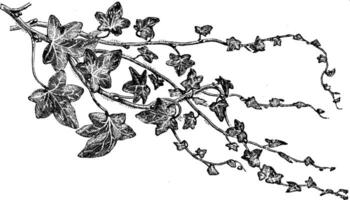 hedera helix lobata större årgång illustration. vektor