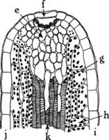 p. sinensus Hydatode Jahrgang Illustration. vektor