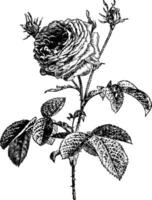 rosa Gallica Jahrgang Illustration. vektor