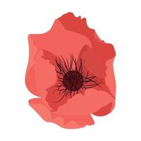enkel blomma vallmo vektor illustration