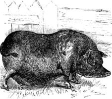 heudes gris eller indokinesiska vårig gris eller vietnam vårig gris eller sus bucculentus årgång gravyr vektor
