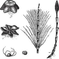 fält fräken eller equisetum arvense årgång gravyr vektor